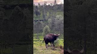 Gaur 💕 wildlife music song cuteanimal skit massive big funny biggboss status nilgiris [upl. by Desiree]