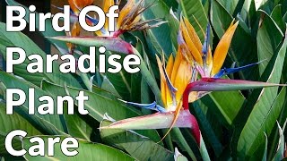 Bird Of Paradise Plant Care Tips  Joy Us Garden [upl. by Marion877]