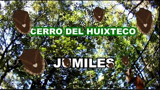 JUMILES LOS TAXQUEÑOS SE COMEN ESTE INSECTO [upl. by Scurlock965]