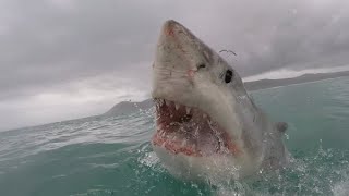 13 Foot Shark Attacks Surfer lasts 30 Minutes Michael Docherty [upl. by Tremml289]