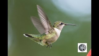 Cri du colibri à gorge rubisCall of the Rubythroated Hummingbird [upl. by Ykcim]