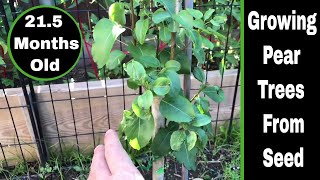 How To Grow Pear Trees From Seed  215 Months Old [upl. by Akital507]