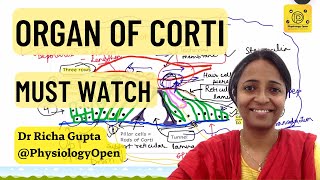 Organ of Corti diagram Physiology of Hearing  Special senses MBBS 1st year [upl. by Doreen]