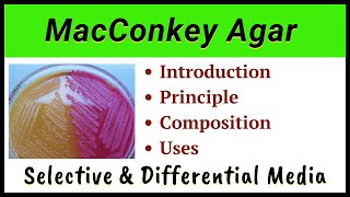 MacConkey Agar  Composition of McConkey agar [upl. by Ayotal]