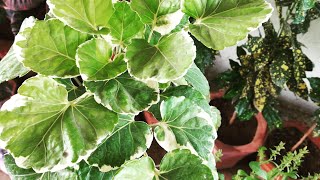 HOW TO GROW AND CARE ARALIA PLANT SUMMER SHADY PLANT [upl. by Marysa]