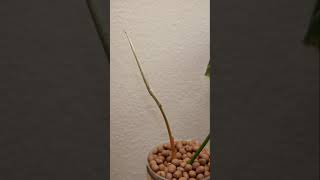 Philodendron Gloriosum Time Lapse [upl. by Bush]