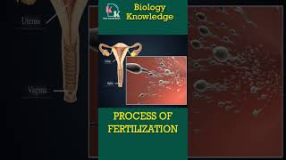 Process Of Fertilization  Biology Topic Fertilization  3d Animation Fertilization  3D Sperm amp Egg [upl. by Innis]