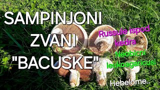 SAMPINJONI PUNA LIVADA ZVANI quotBACUSKEquot I jos interesantnih gljiva [upl. by Llenrahs138]