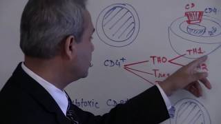 T Cells  Immunology  Lecture 6 part 16 [upl. by Fischer]