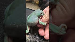 Green Tree Frog eating a Superworm [upl. by Riatsila]