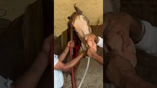 Nasogastric intubation in horses 🐎 pipe method shortsfeed horselover trendingshorts viralshort [upl. by Jenilee]