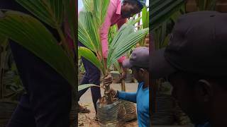 Loading Tiptur Tall Coconut Plants [upl. by Kirwin]