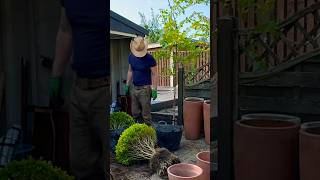 Topiary boxwood repotting topiary pottedgarden repotting [upl. by Jeramie]