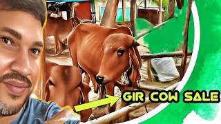 Low budget gir cow for sale  odisha dairy farm cow sale [upl. by Bevan936]