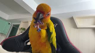 Sun Conure playing  Julie playing with Lego [upl. by Llenrad]