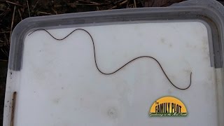 QampA  What is this snake like creature A Horsehair worm [upl. by Socha]