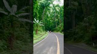 Entering Bohols Bilar Manmade Forest Philippines Bohol nature [upl. by Deegan]