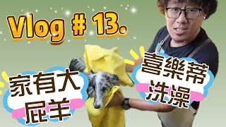 Vlog 13 喜樂蒂牧羊犬洗澡真輕鬆 家有一堆屁羊，到底他們又幹嘛了 [upl. by Cung197]