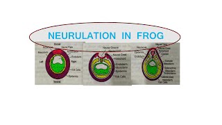 11 NEURULATION IN FROG SEM II  DEVELOPMENTAL BIOLOGY [upl. by Selemas]