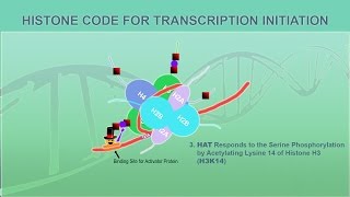 Eukaryotic Gene Regulation  Chromatin [upl. by Senga]