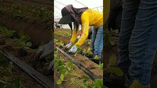 Transplanting strawberry session 20242025 Sep 7 short satisfying agriculture japan farming [upl. by Duston]