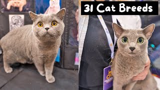 Meet Every Cat Breed at the Largest Cat Show in the World CFA International 2024  The Cat Butler [upl. by Theodosia]