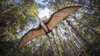 Pterodactyl Sighting in Illinois [upl. by Atiuqal]