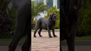 Mastino mapolitano Dunya canecorso dogvideo mastiff [upl. by Llerrut]