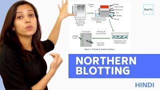 Northern Blotting  Basic Procedure  In Hindi [upl. by Anailuig]