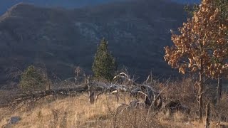 Caccia alla lepre SEGUITA in alta montagna 🐇🐕🐕🐕🐕 hunting cacciatore huntingdog gjueti caccia [upl. by Eugnimod]