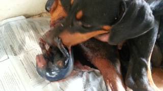 Dog giving birth [upl. by Larual107]