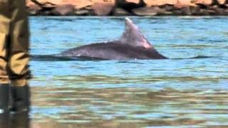 Dolphins helping Humans catch shoals of fish [upl. by Acirtap]