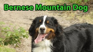 The Right Companion Bernese Mountain Dog [upl. by Warthman118]