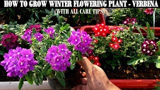 How To Grow Flower Plants At HomeVerbena [upl. by Straub]