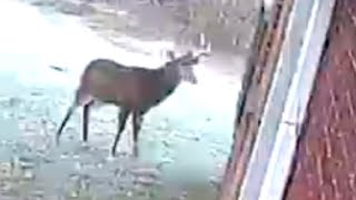 Naughty Trophy Buck Steals Osage Oranges from Underneath Front Porch then Follows Doe Into Woods [upl. by Simonsen]