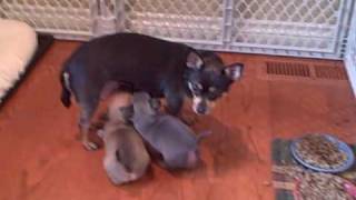 Say quotChisquot Baby Chihuahua Puppies at 5 weeks [upl. by Ellenrahc]