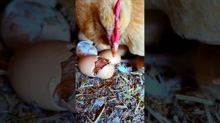 Amazing Chicken Eggs chicken chickeneggs chickenfarm poultryfarm viral short wildlife [upl. by Moffitt857]