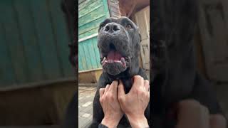 Cane corso fight [upl. by Yeslah]