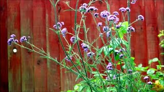 How to Grow Verbena from Last Years Flower Seeds [upl. by Kelci]