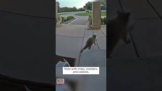 Raccoon Hilariously Steals Food Meant for Delivery Drivers shorts [upl. by Blythe]