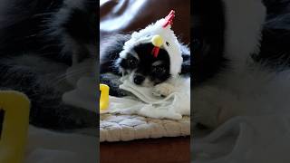 Cute Pomeranian Dog wears a chicken costume for Halloween 2024 🥹🥹🥹 cute puppy dog halloween [upl. by Bamby]