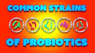 Common Probiotic Strains Beneficial Bacteria and Immune Health [upl. by Nossyla]