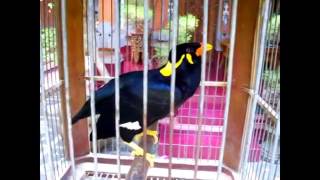 Polyglot Talking amp Singing Myna bird COMPILATION [upl. by Elreath997]