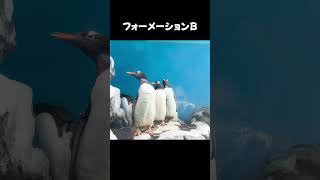 サービス精神旺盛なペンギンズが色んなフォーメーション見せてくれてめっちゃ可愛かった 箱根水族館 箱根 ペンギン 水族館 可愛い [upl. by Oicatsana]