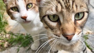 A New Bromance and a Romance in Our Cat Garden [upl. by Nahum]