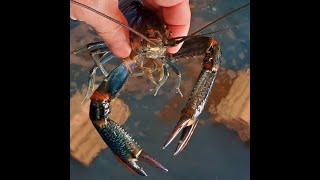 Australian Redclaw Crayfish Molting [upl. by Rabah]