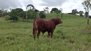 Brangus Rojo En PanamΓʽ [upl. by Lenoj]