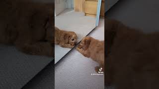 Cavapoo puppy playing with his own reflection 🥰 [upl. by Yragerg]