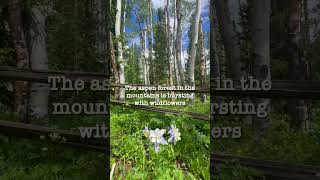 Colorado Amazing Columbine Flowers [upl. by Witte]