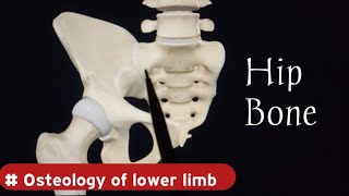 Hip Bone Anatomy  Osteology of Lower Limb  Doctor Speedy [upl. by Ahseyi183]